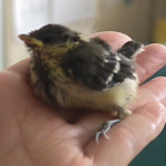 Vol.04「どな」<br />(神奈川県横浜市:1999年頃)