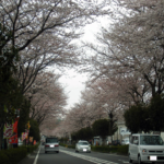 Vol.12「桜賑わうころ」<br />  (2009.4.5:神奈川県秦野市)