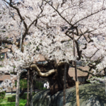 Vol.13 石割桜 <br /> (2010.5.3岩手県盛岡市)