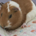 Vol.42 とりあえず「かわいいの」(2017年横浜市)