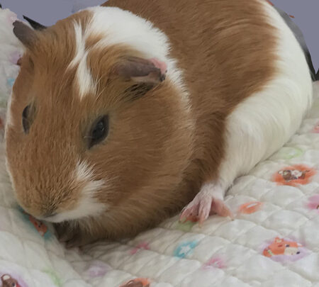 Vol.42 とりあえず「かわいいの」(2017年横浜市)