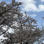 Vol.41 今年も間も無く(2025年春、横浜市内)