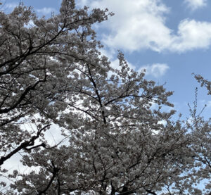 Vol.41 今年も間も無く(2025年春、横浜市内)