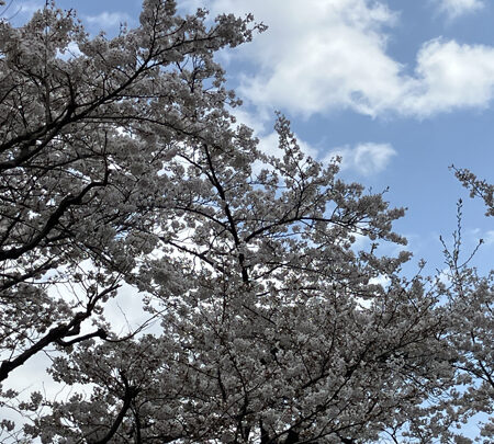 Vol.41 今年も間も無く(2025年春、横浜市内)